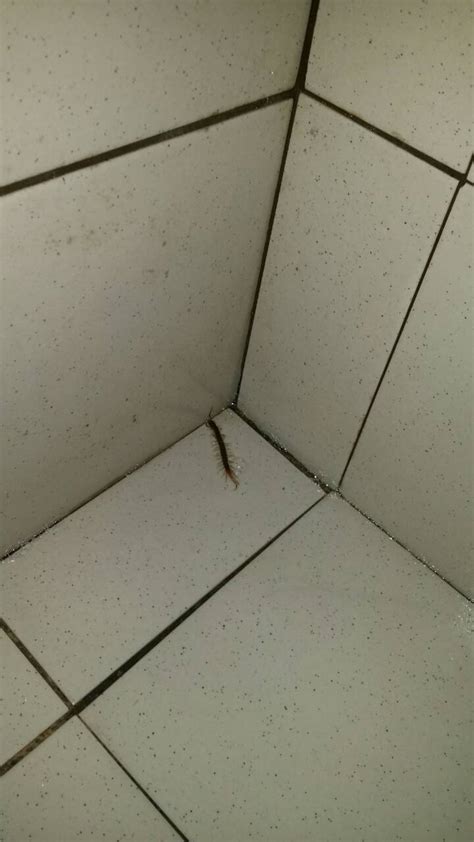 房間有壁虎 家裡為什麼會有蜈蚣